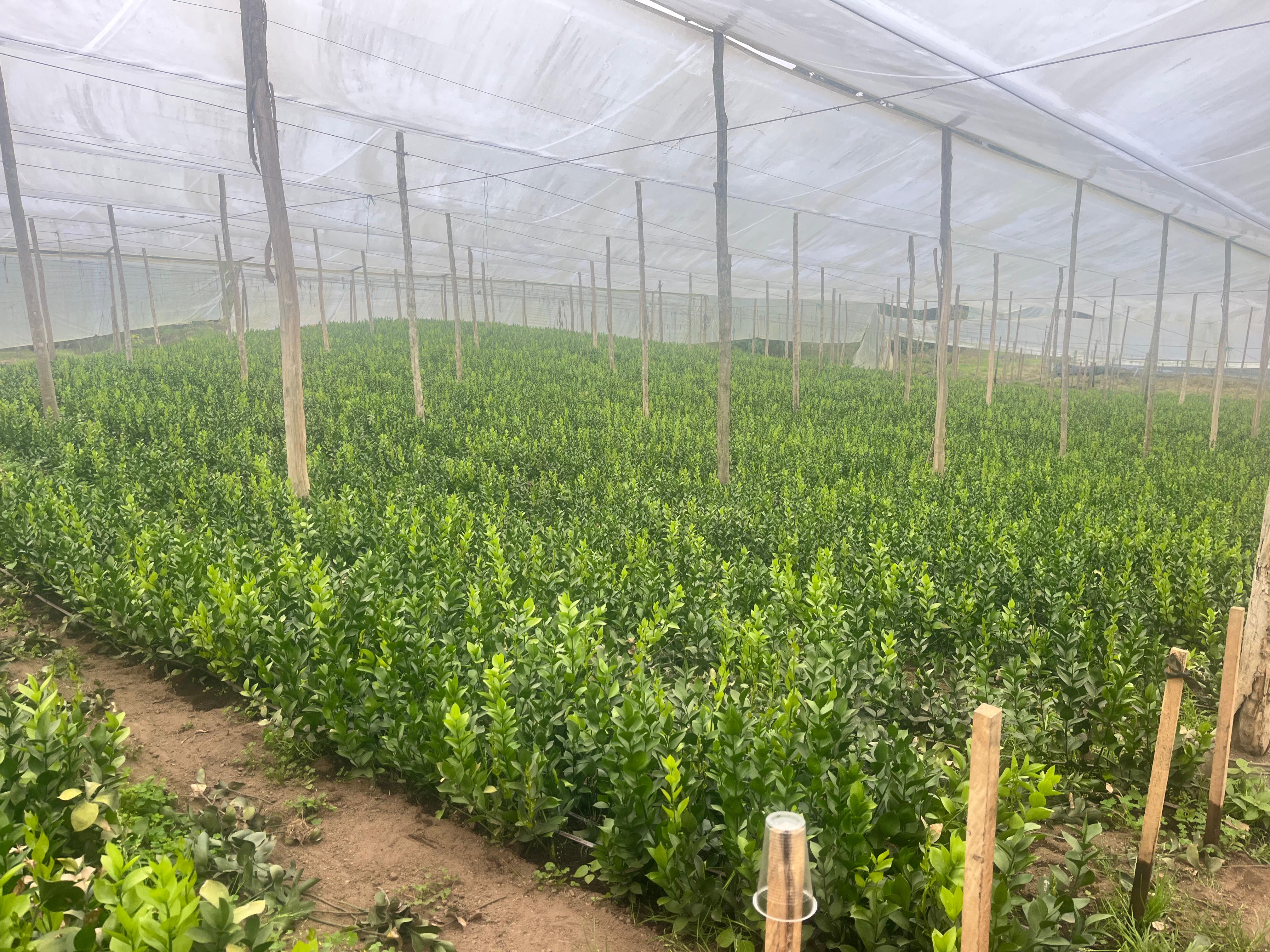 Arreglo floral exótico