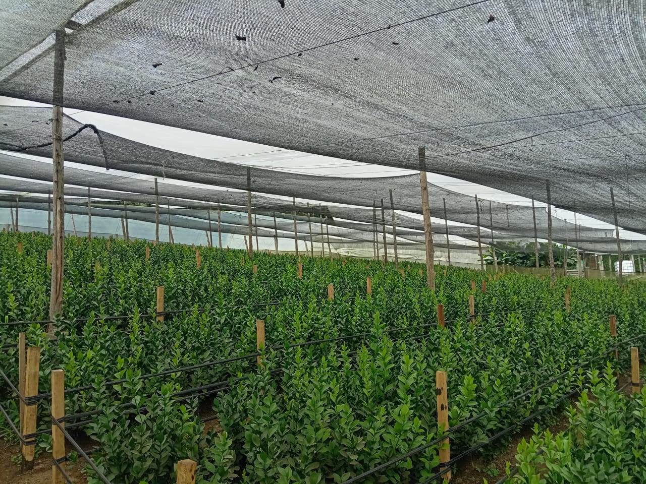 Innovación tecnológica